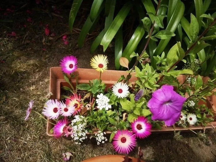 Carte Anniversaire à planter